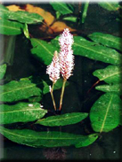 Polygonum amphibium