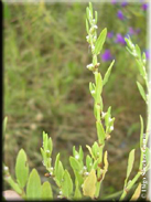 Polygonum arenastrum