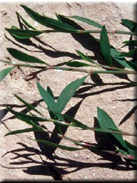 Polygonum aviculare