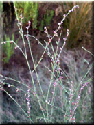 Polygonum equisetiforme