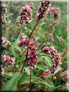 Polygonum lapathifolium