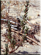 Polygonum maritimum