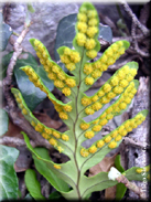 Polypodium cambricum subsp. cambricum