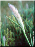 Polypogon maritimus subsp. subpathaceus