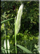 Polypogon monspeliensis