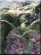 Polystichum setiferum