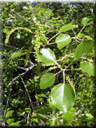 Populus alba