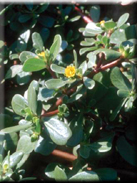 Portulaca oleracea