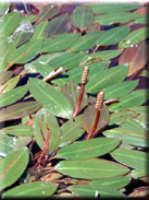 Potamogeton polygonifolius