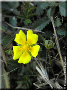 Potentilla reptans