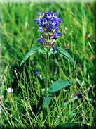 Prunella vulgaris