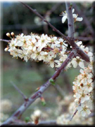 Prunus spinosa