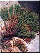 Psilotum nudum