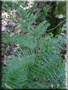 Pteridium aquilinum subsp. aquilinum