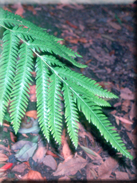 Pteris incompleta