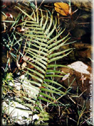 Pteris vittata