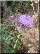 Ptilostemon hispanicus