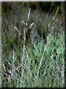 Puccinellia stenophylla