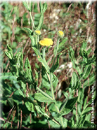 Pulicaria dysenterica