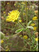 Pulicaria paludosa