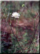 Pycnocomon rutifolium