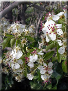 Pyrus bourgeana