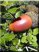 Quercus coccifera