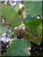 Quercus faginea subsp. faginea