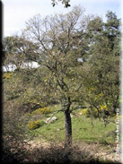 Quercus faginea susbp. broteroi