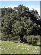 Quercus ilex subsp. ballota