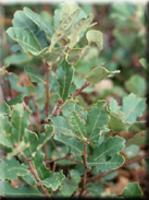 Quercus lusitanica