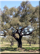 Quercus suber