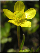 Ranunculus bulbosus