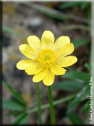 Ranunculus bullatus
