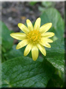 Ranunculus ficaria subsp. ficaria