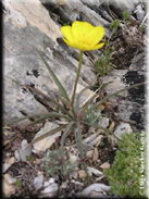 Ranunculus gramineus