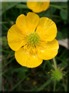 Ranunculus paludosus