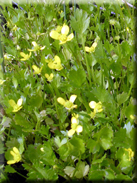 Ranunculus parviflorus