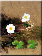 Ranunculus peltatus