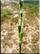 Rapistrum rugosum subsp. rugosum