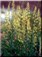 Reseda lutea subsp. lutea