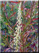 Reseda luteola