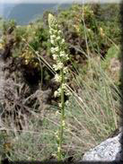 Reseda undata subsp. gayana