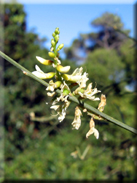 Retama monosperma x Retama sphaerocarpa