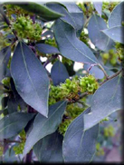 Rhamnus alaternus subsp. alaternus