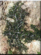 Rhamnus alaternus subsp. myrtifolius