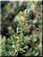 Rhamnus lyciodes subsp. oleoides