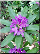 Rhododendron ponticum subsp. ponticum