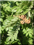 Rhus coriaria