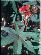 Ricinus communis